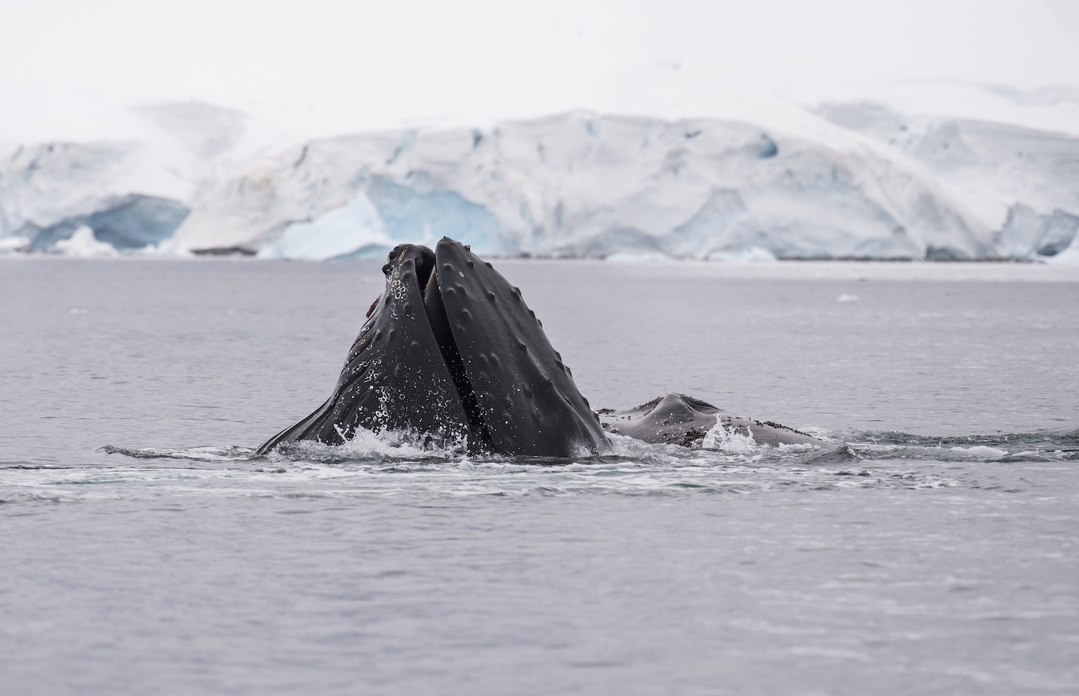 Viaje a Noruega con ballenas y auroras boreales